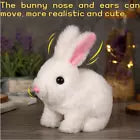 🐰 أرنب المرح 🐰